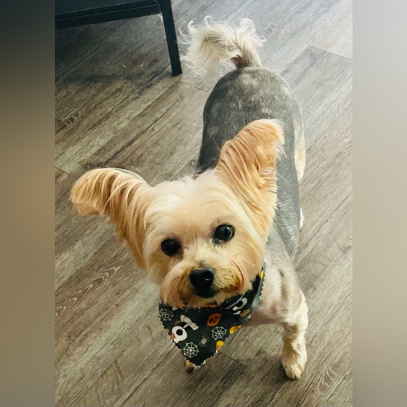 Meet your Posher, Clau - Picture 3 of 7